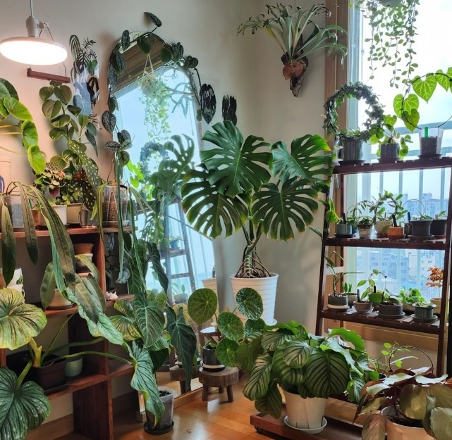 A collection of monstera plants owned by Han (Courtesy of Han)