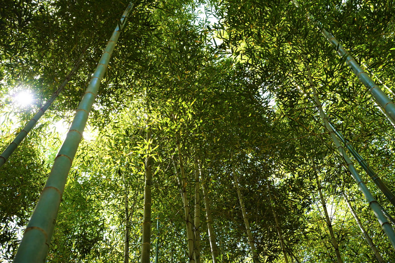 Bamboo trees at Juknokwon in Damyang, South Jeolla Province (Lee Si-jin/The Korea Herald)