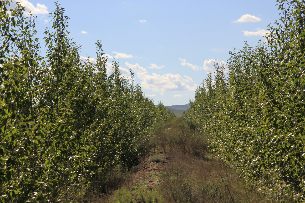 A Mongolian forest restored through Mongolia's afforestation project (Korea Forest Service)