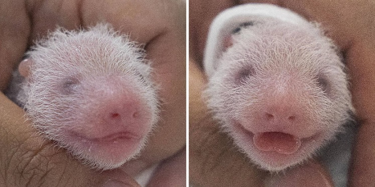 Twin baby pandas born between Ai Bao and Le Bao (Everland)
