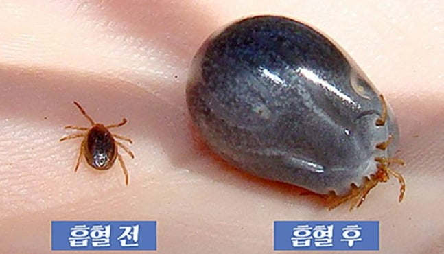 Hard-bodied ticks, SFTS carriers, before and after sucking blood (Jeju city government
