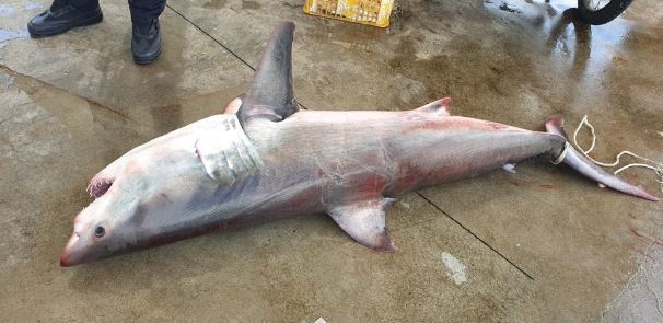 A corpse of a great white shark found near the East Sea on July 4. (Yonhap)