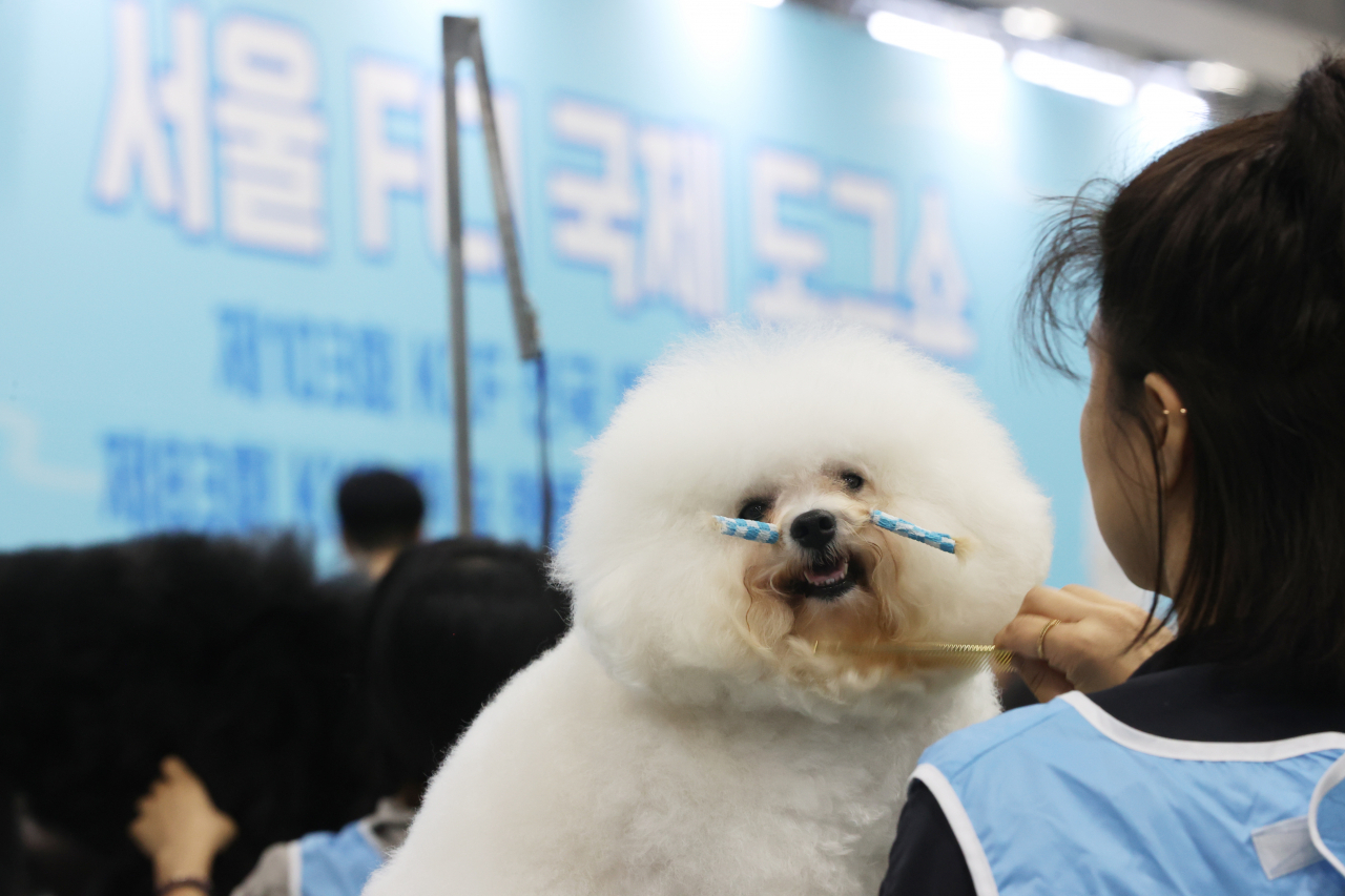A dog looks into the camera's lens as it is groomed at the 2023 FCI Seoul International Dog Show. (Yonhap)
