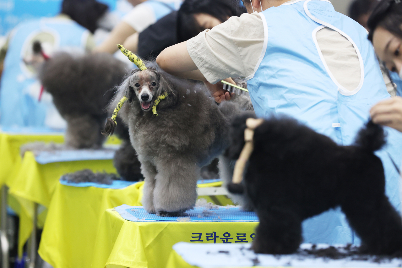 Participants of the 103rd KKF Dog Grooming Competition meticulously dote over their canine contestants. (Yonhap)