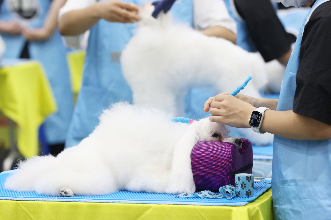 A dog dozes off while being groomed at the aT Center in southern Seoul on Friday. (Yonhap)