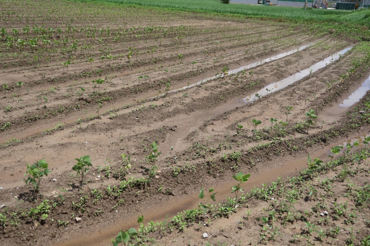 A bean farm in North Jeolla Province is damaged after heavy rainfall swept the nation over the weekend. (Yonhap)