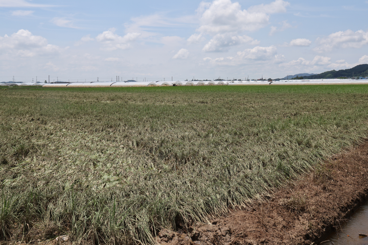 Rice plants wither in paddies in Iksan,<strong></strong> 170 kilometers south of Seoul, due to days of heavy rain followed by a heat wave on Wednesday. (Yonhap)