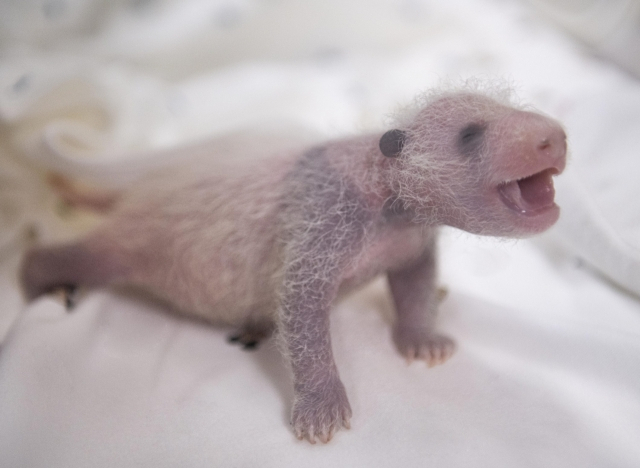 One of the 12-day-old panda twins show a hint of panda markings in this photo released on Friday (Everland)