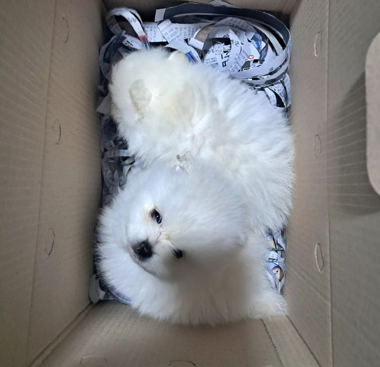 A Maltese poodle puppy is placed in a box for illegal distribution at a dog auction house. (The Beagle Rescue Network's Instagram)