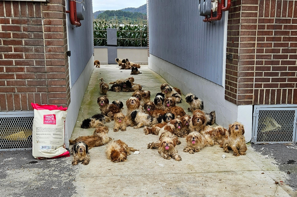 Dogs retrieved from a property in Pohang, North Gyeongsang Province on Sunday (Pohang city council)