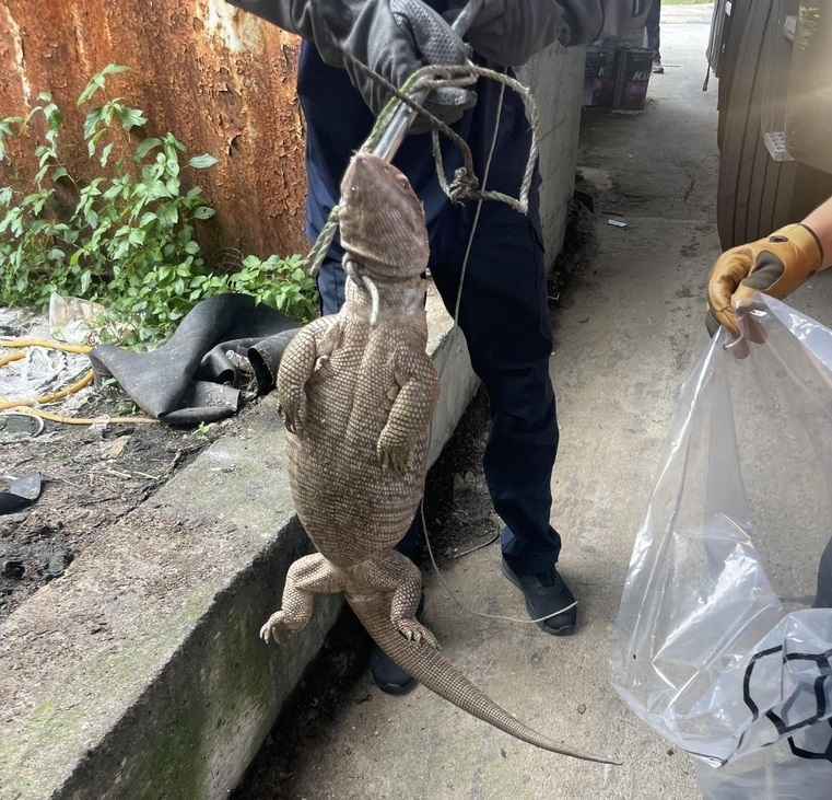 A 70-centimeter-long giant lizard is captured by fire officials in a factory in Hyucheon-dong, Yeongju, North Gyeongsang Province. (Yeongju Fire Station)