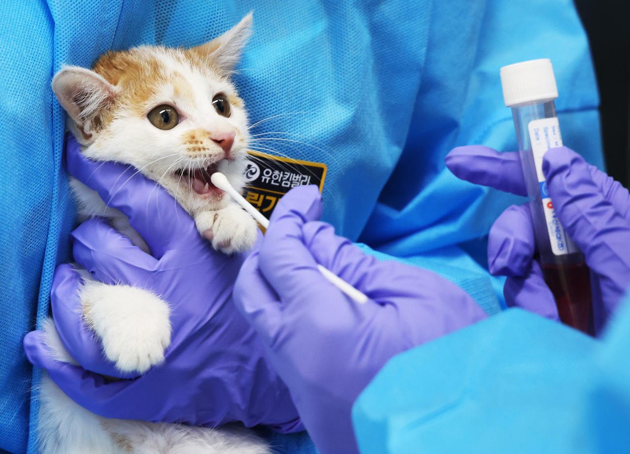 A veterinarian takes a sample from a cat at an animal shelter in Yeoju, southeast of Seoul, on Aug. 1 (Yonhap)