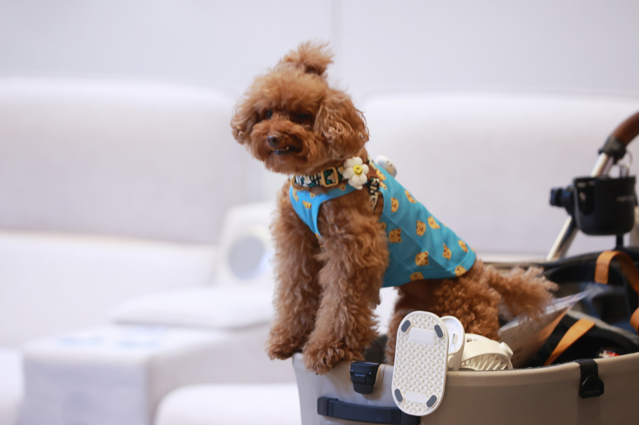 A dog is at the 2023 K-Pet Fair held at Coex in Gangnam-gu, southeastern Seoul on July 21. The Korean government announced Wednesday it will improve the medical care system for pets, recognizing the need as the country's pet population is growing rapidly. (Yonhap)