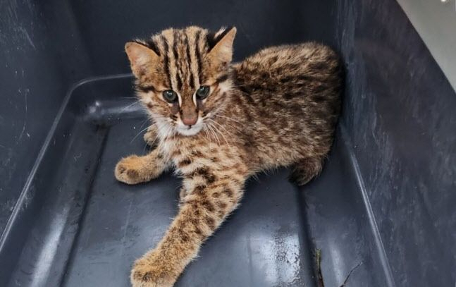 A leopard cat rescued from a road in Taebaek, Gangwon Province, Tuesday, was later euthanized. (Korea Animal Welfare Information System)