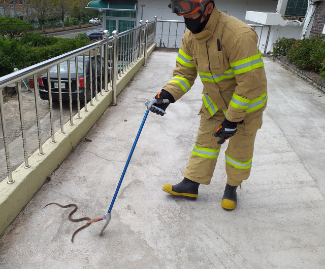 A firefighter caught a snake with a snake catcher. (The South Gyeongsang Province Fire Department)