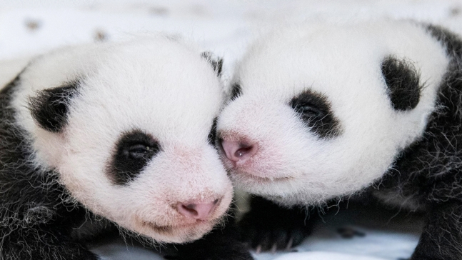 Twin baby pandas born between Ai Bao and Le Bao on July 7. (Everland)