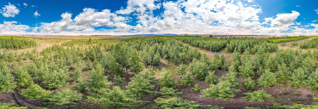 The Korean Air Forest in Baganuur, Mongolia (Korean Air)