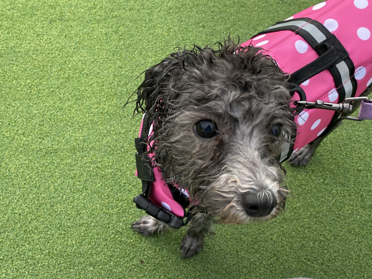 A gray poodle wearing a canine life jacket, captured at the Hangang Dog Swimming Pool in Ttukseom Hangang Park, Seoul. (Hwang Joo-young/The Korea Herald)