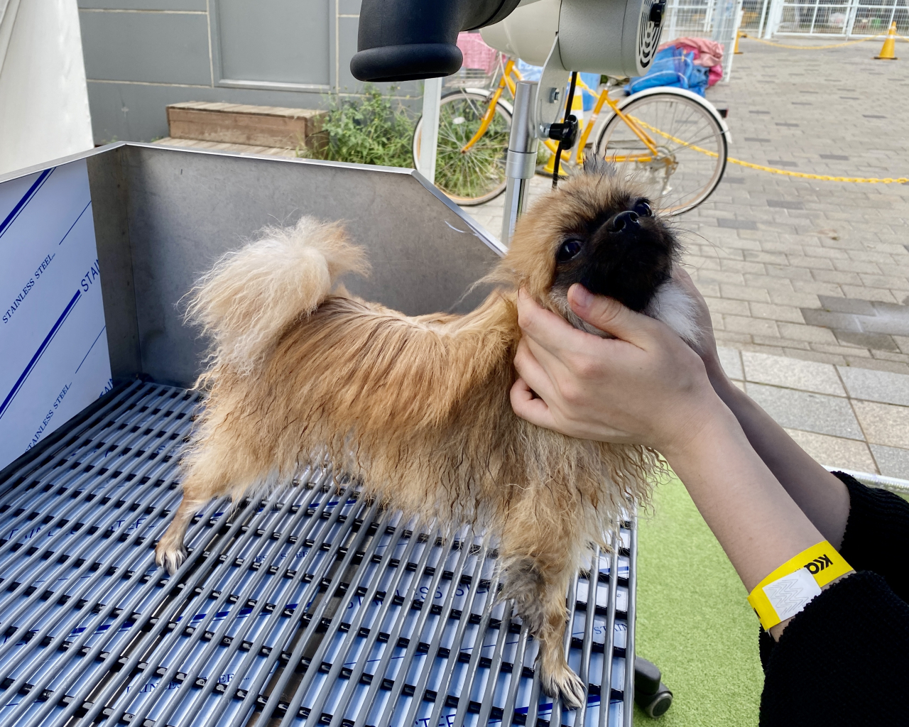 A pet owner dries her puppy with a drying machine. (Hwang Joo-young/The Korea Herald)