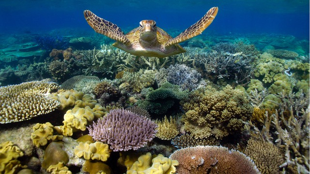 The Great Barrier Reef (Tourism and Events Queensland)