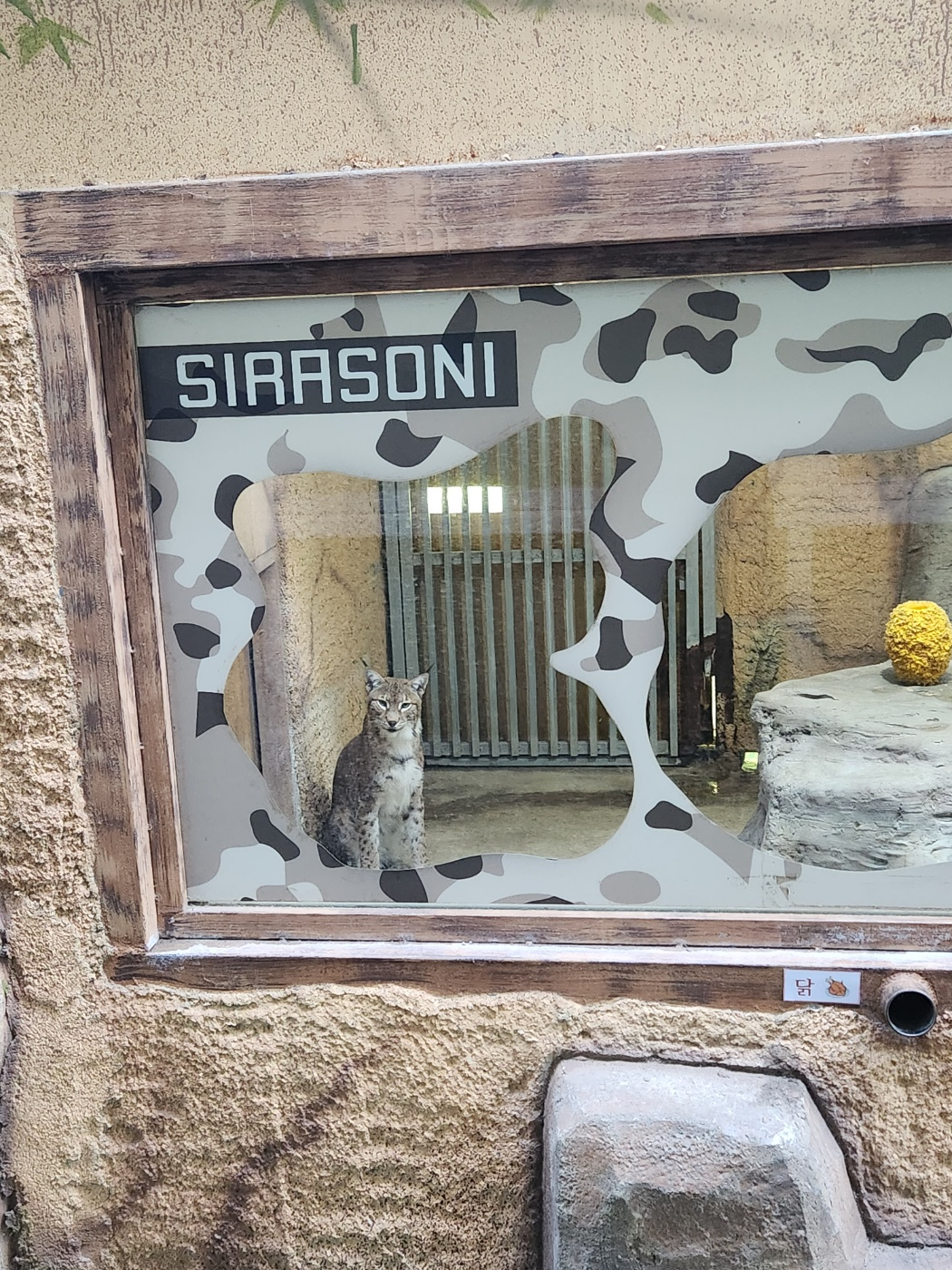 A lynx sits inside its enclosure at the zoo at the Daejeon Aquarium in Daejeon. (Yoon Min-sik/The Korea Herald)