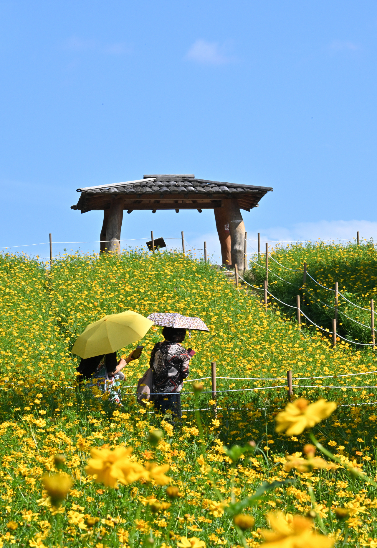 Yellow cosmos are in bloom at Deulkkolmaru at the Olympic Park, Songpa-gu, Seoul, on Sept. 8. (Im Se-jun/The Korea Herald)