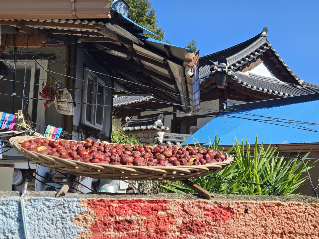 Jujubes are sun dried atop a wall in Yekki Village (Kim Hae-yeon/ The Korea Herald)
