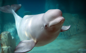 Lotte aquarium, activists battle over release of beluga whale