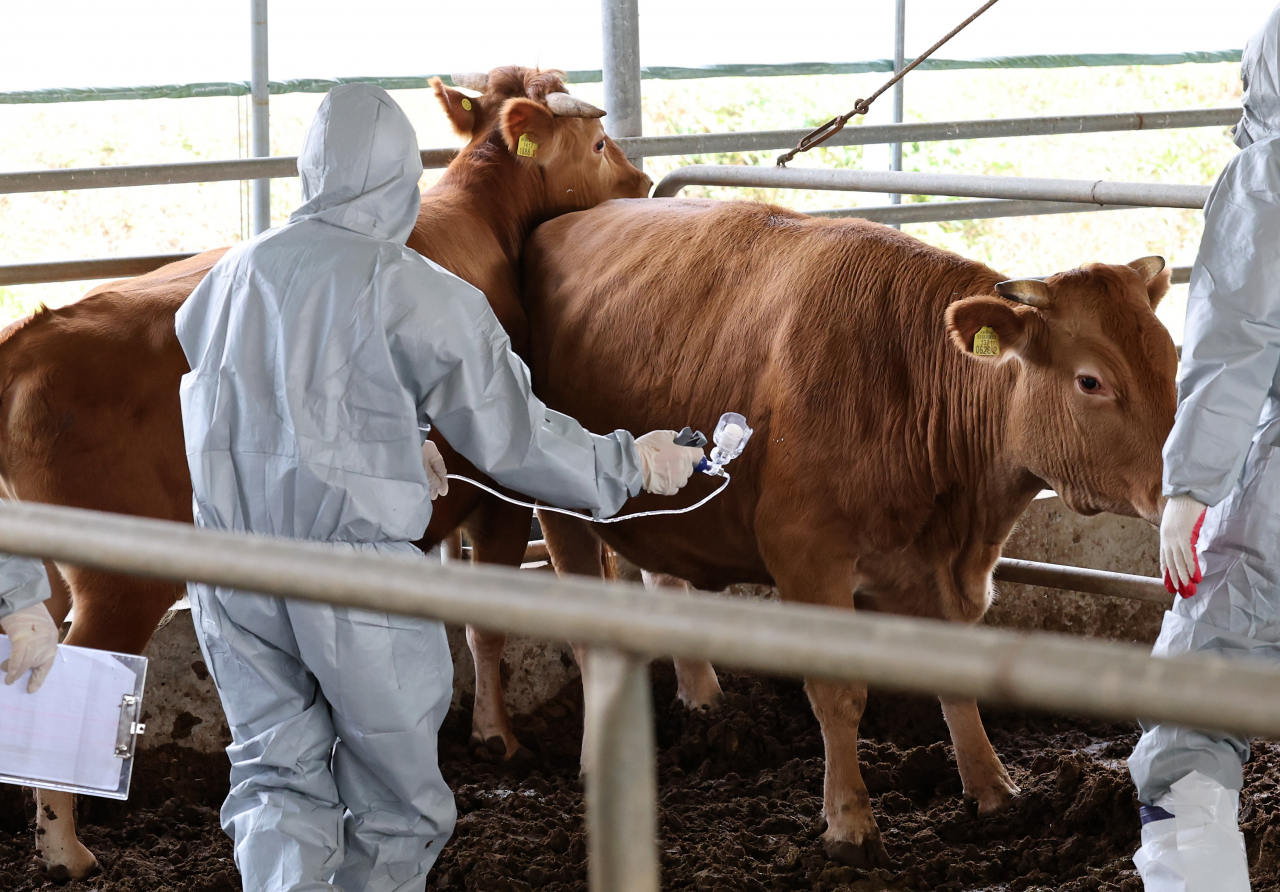An official administers a vaccine for lumpy skin disease to cattle at a farm in the city of Seosan, South Chungcheong Province, on Monday. (Yonhap)