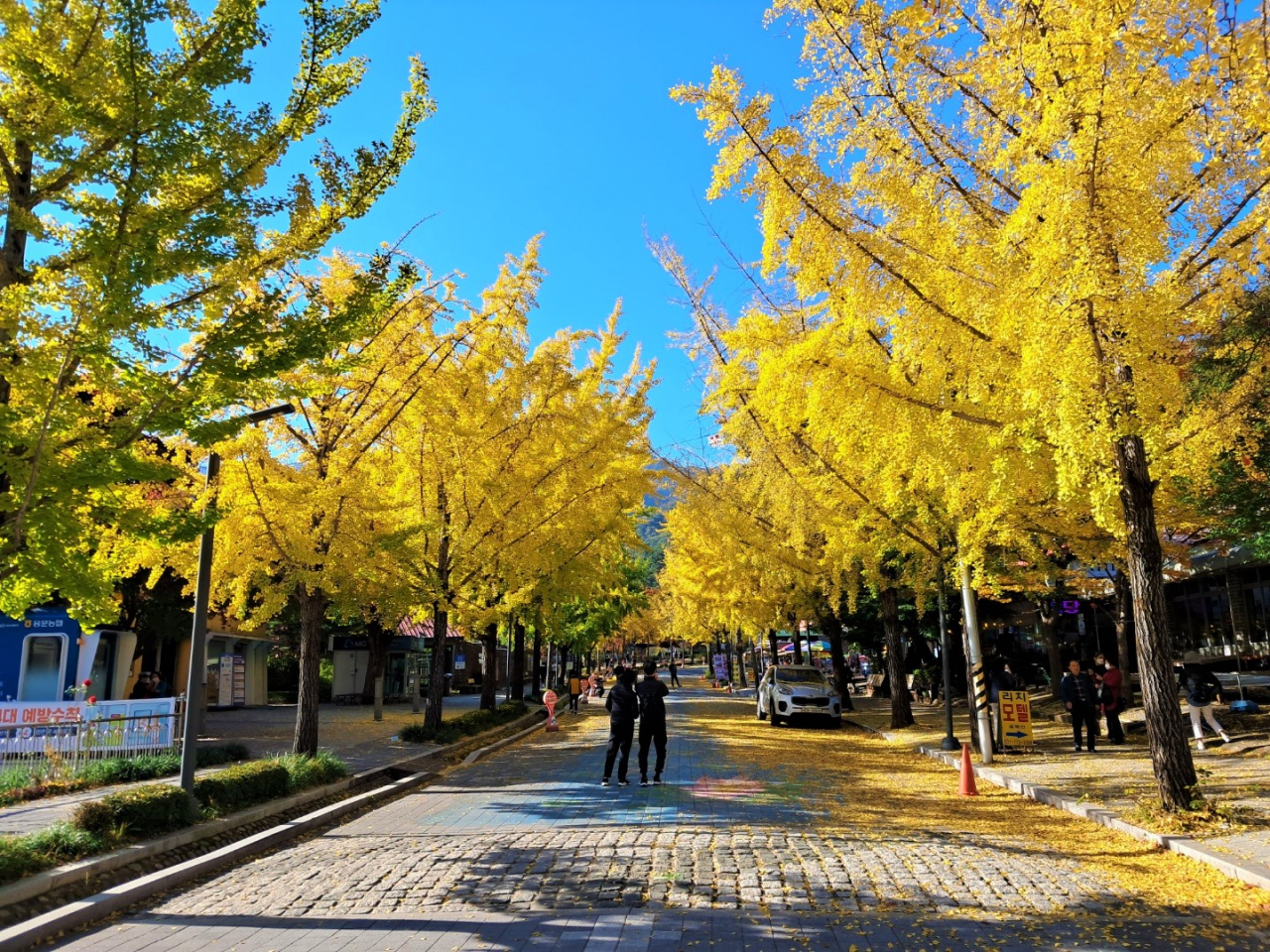 Ginkgo trees line the entrance to tourist areas at Yongmunsa on Oct. 18, 2022. (Lee Si-jin/The Korea Herald)