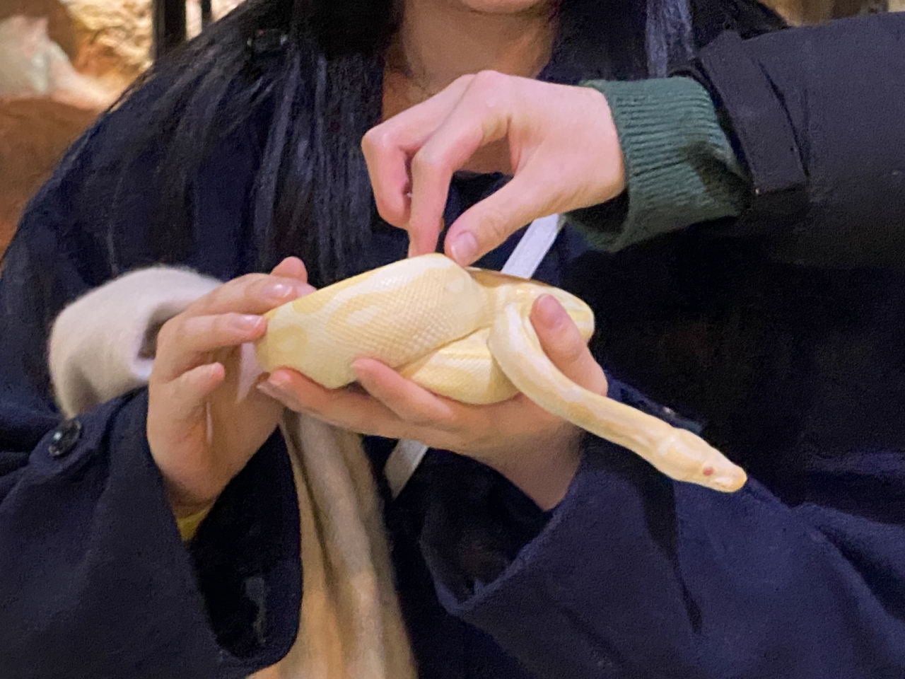A visitor holds a white ball python. (Hwang Joo-young/The Korea Herald)