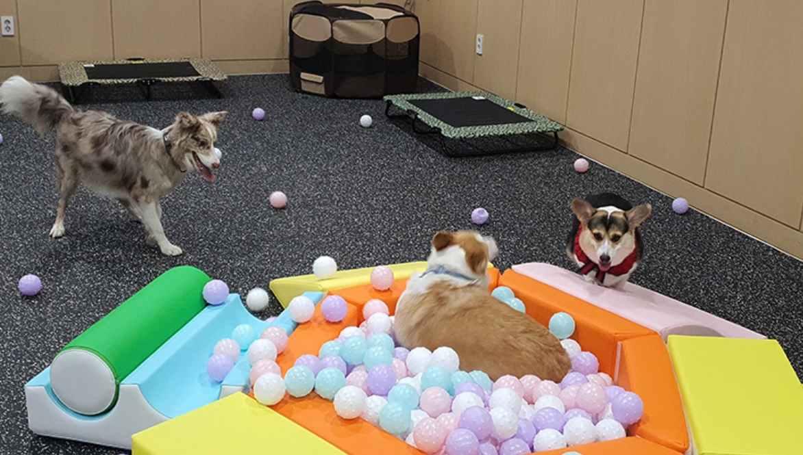 Dogs walk around ball pit at a pet exclusive indoor playground at Hi Jeju Hotel on Jeju Island. (Hi Jeju Hotel)