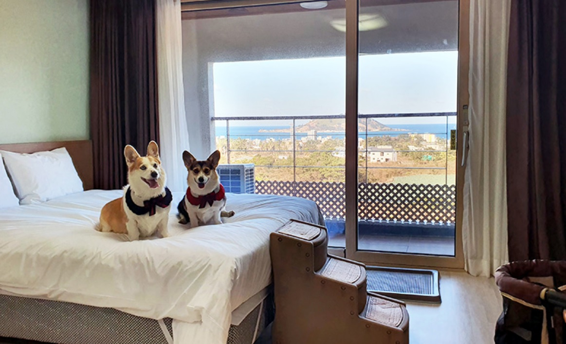 Hi Jeju Hotel offers pet-friendly rooms. (Hi Jeju Hotel)