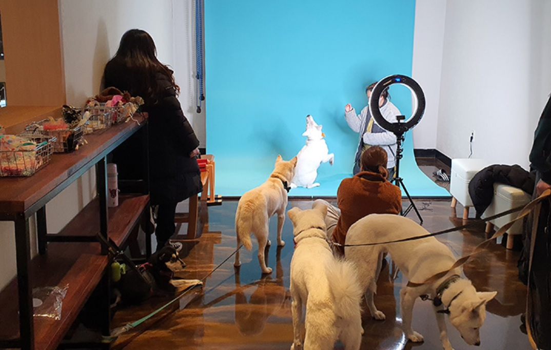 Guests take photos of their dogs at Hi Jeju Hotel's self-photo booth. (Hi Jeju Hotel)