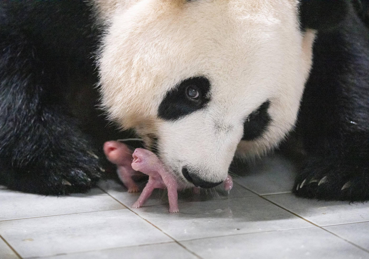 Ai Bao with her newly-born female twin giant pandas (Everland)