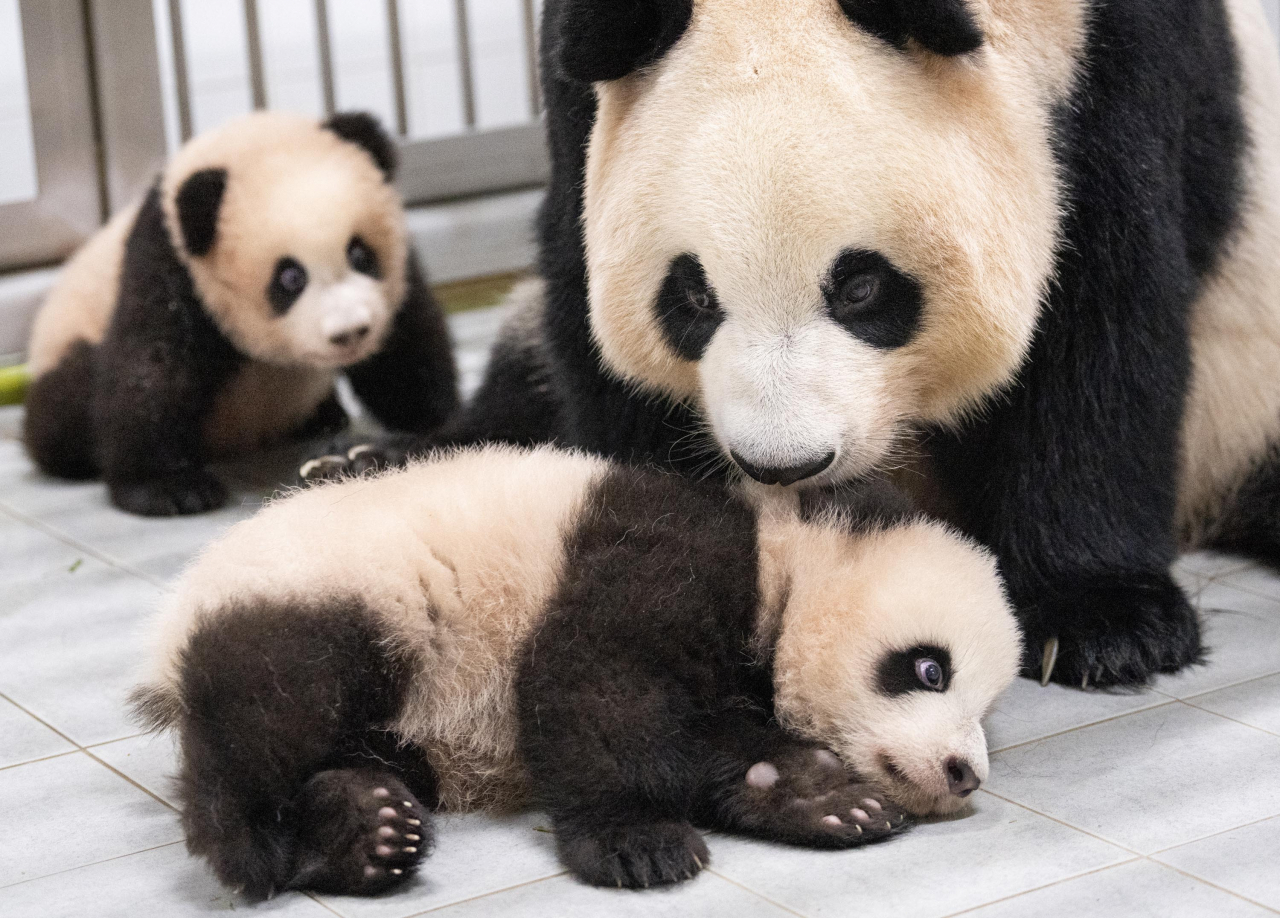 Twin giant pandas Rui Bao (back) and Hui Bao play with their mother, Ai Bao. (Samsung C&T Corp.)