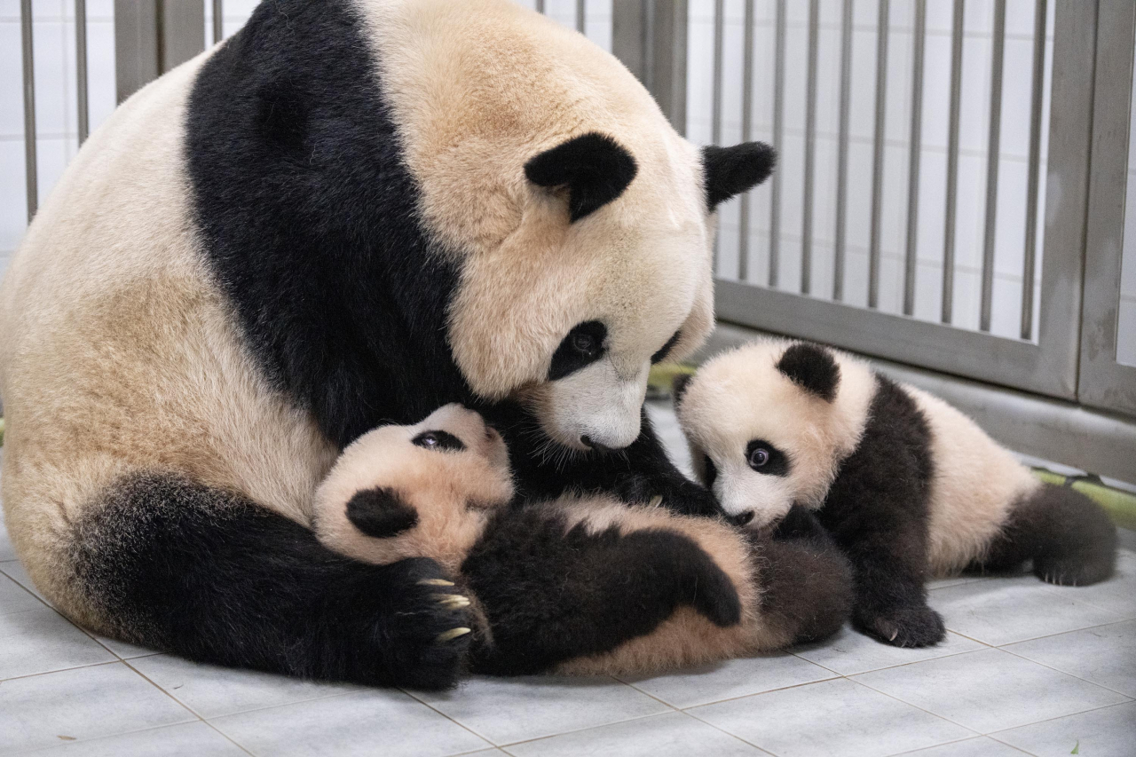 Twin giant pandas Rui Bao (left) and Hui Bao play with their mother, Ai Bao. (Samsung C&T Corp.)