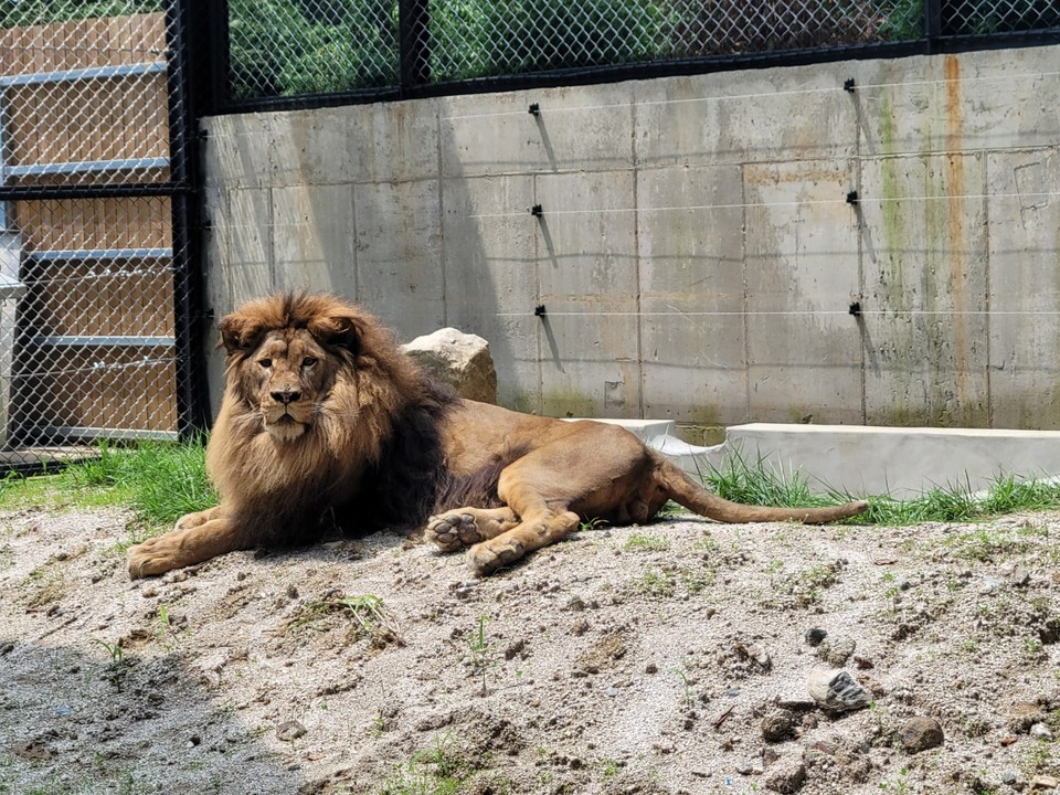 A lion named Baram rests in Cheongju Zoo in Cheongju, North Chungcheong Province. Baram came to nationwide attention as the 