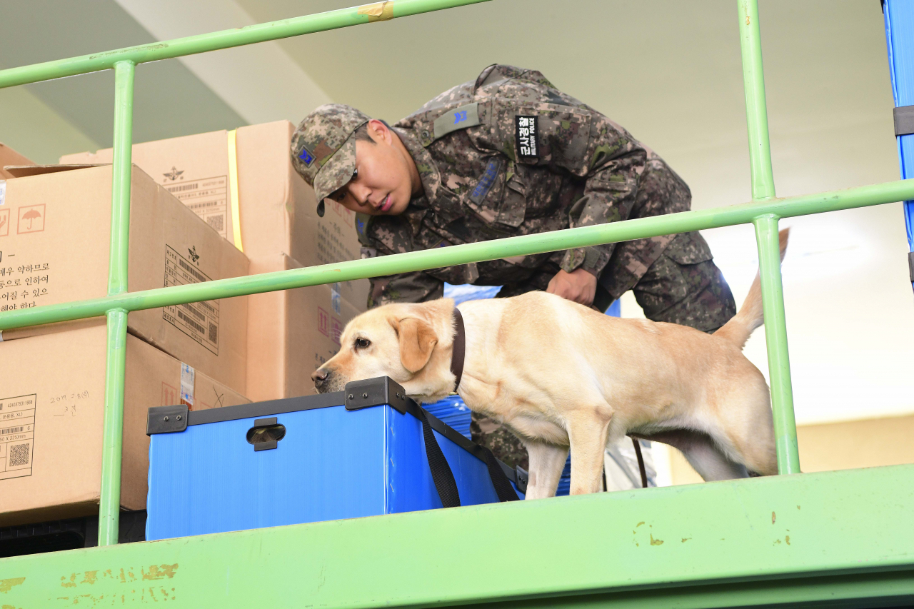 Dindin, a four-year-old golden retriever and one of the two first military drug sniffer dogs, at work. (South Korean Air Force)