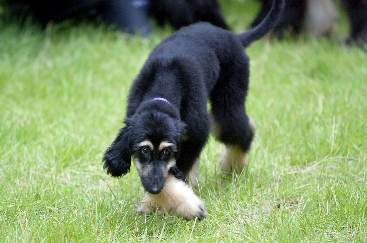 This photo shows Snuppy at Seoul National University in 2005 when ex-professor Hwang Woo-suk's team of scientists announced that they successfully cloned an Afghan hound. (Getty Images)