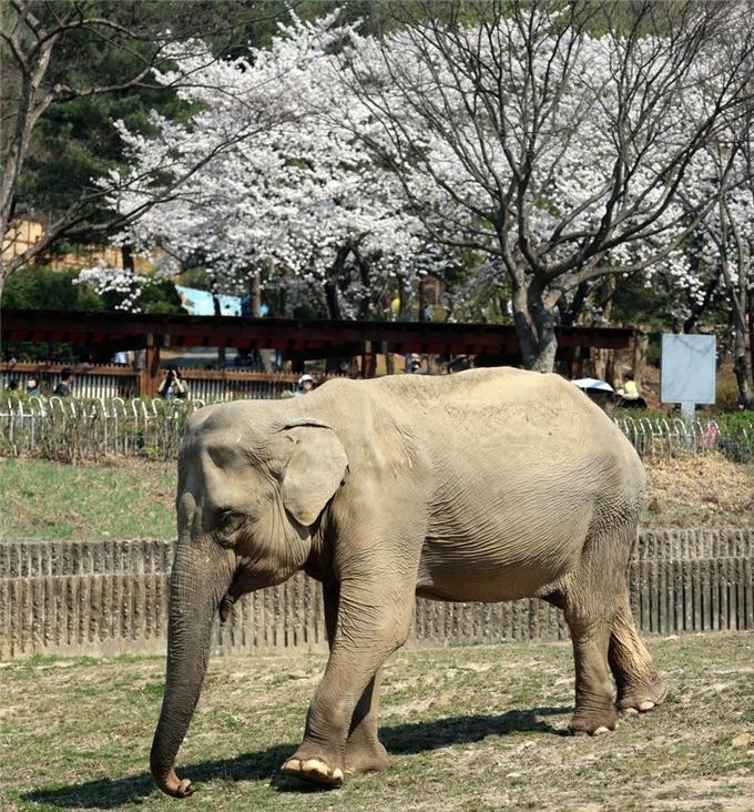 Oldest female elephant Sakura at a zoo in South Korea (Seoul Grand Park)