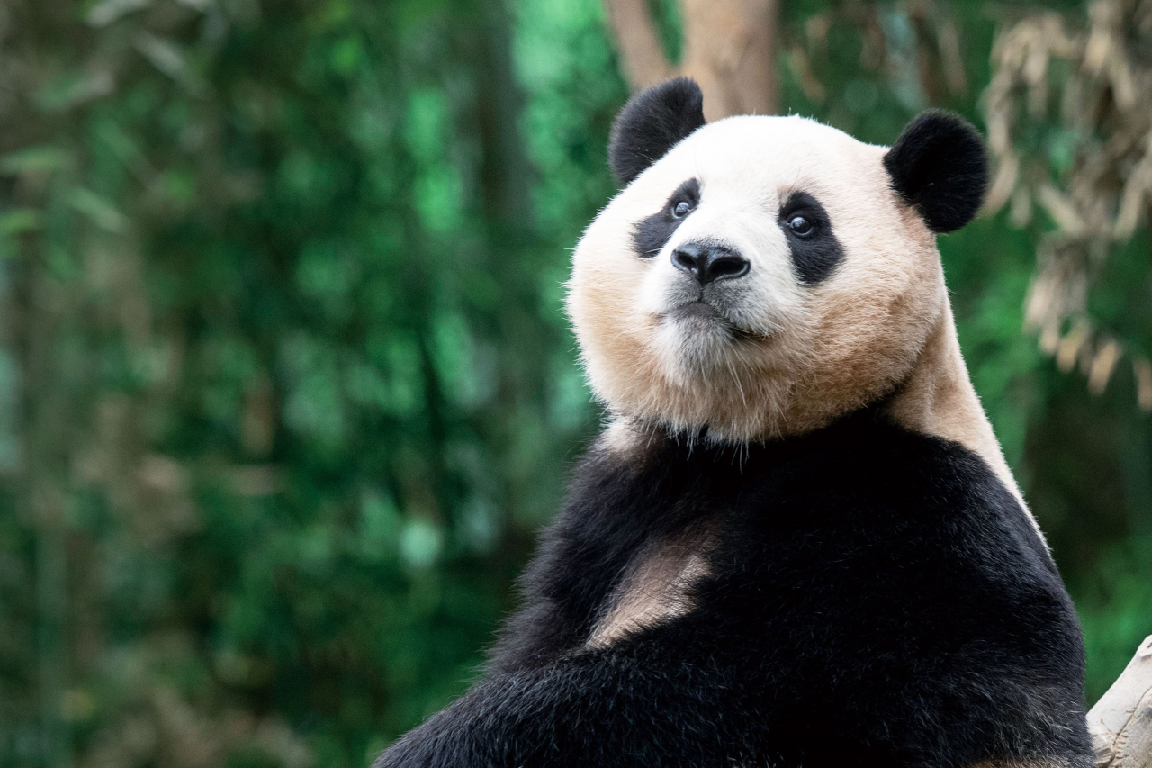 Giant panda Fu Bao (Everland)