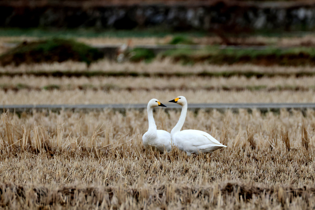 This photo provided by Yun Gi-deuk shows tundra swans in the fields of Onyang-eup, Ulju-gun, Ulsan. (Yun Gi-deuk)