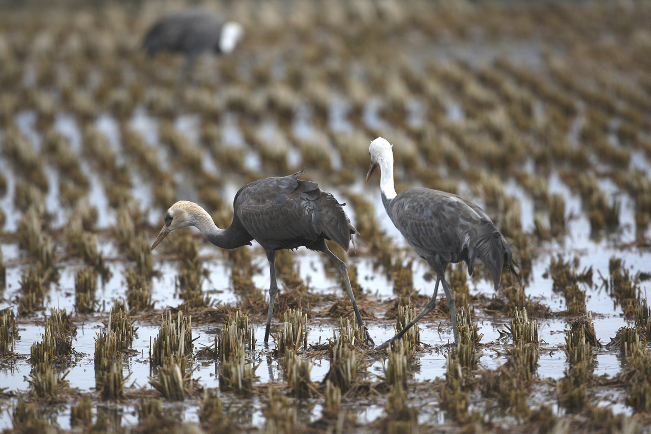 About 14,000 hooded cranes converge in Cheonsu Bay in Seosan, South Chungcheong Province. (Yonhap)
