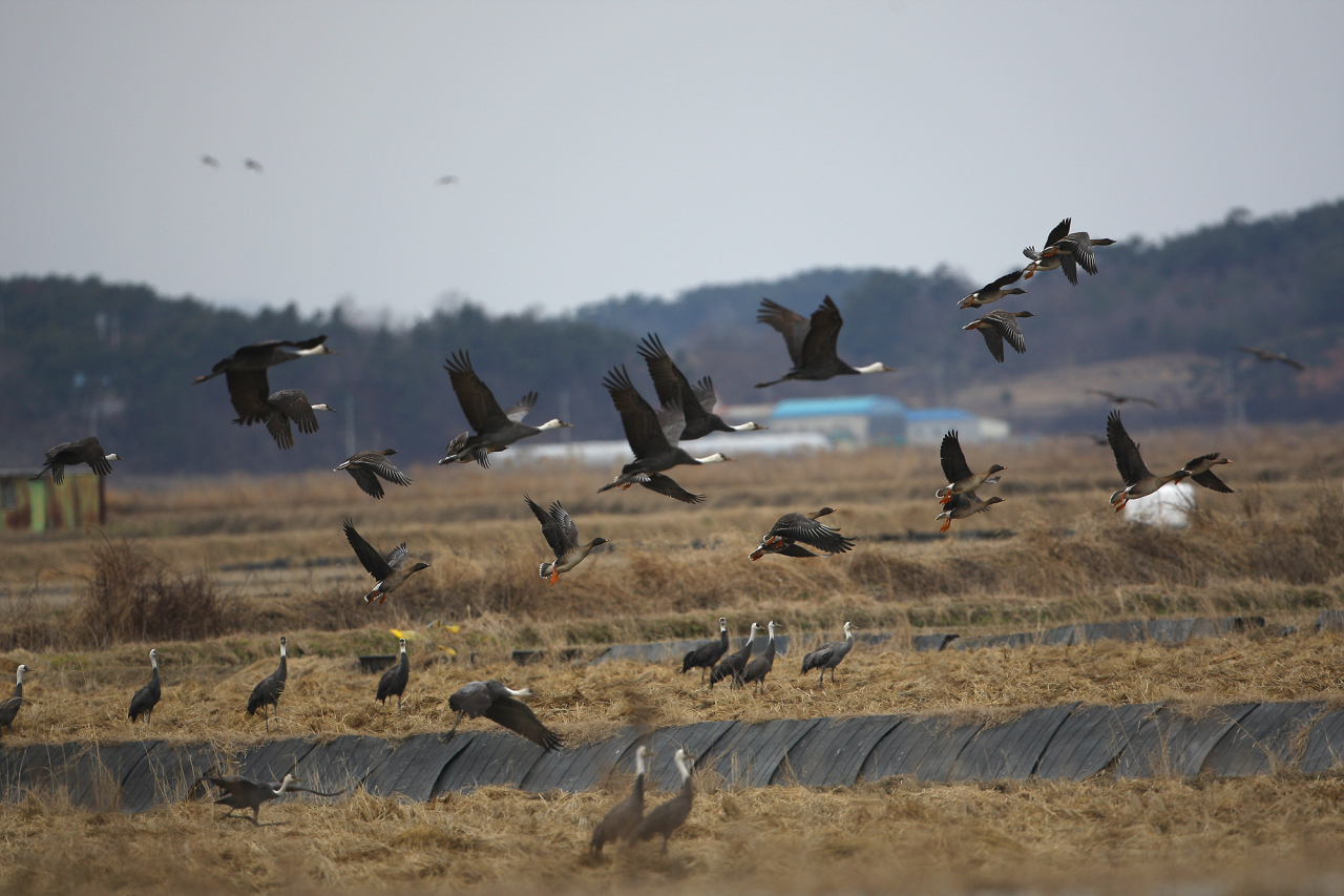 About 14,000 hooded cranes converge in Cheonsu Bay in Seosan, South Chungcheong Province. (Yonhap)