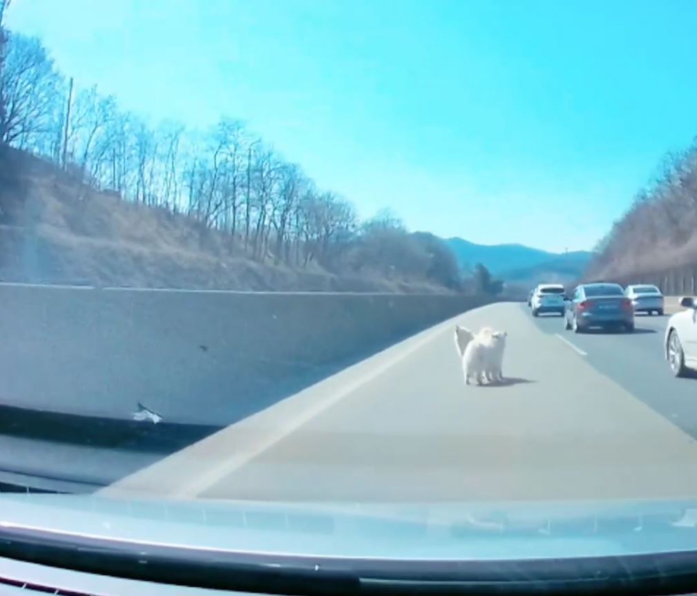 This screengrab from the video posted on Instagram page of Kim Gang-eon shows the two samoyed dogs wandering Saturday on the Seohaean Expressway, near Dangjin, South Chungcheong Province. (Instagram)