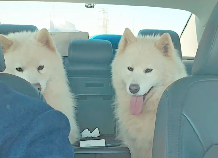 This screengrab from the video posted on Instagram page of Kim Gang-eon shows the two samoyed dogs sitting in his car after being rescued from an expressway on Saturday from the Seohaean Expressway, near Dangjin, South Chungcheong Province. (Instagram)