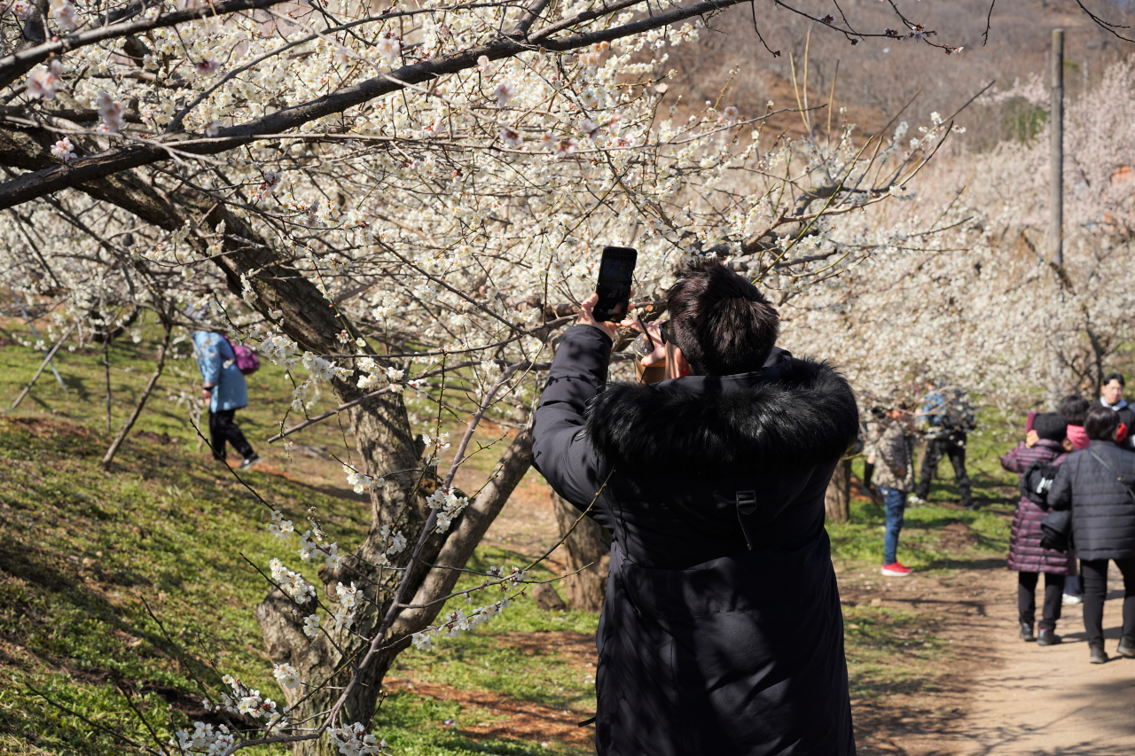 A visitor captures a spring moment with his smartphone camera at Gwangyang Maehwa Village in Gwangyang, South Jeolla Province. (Lee Si-jin/The Korea Herald)