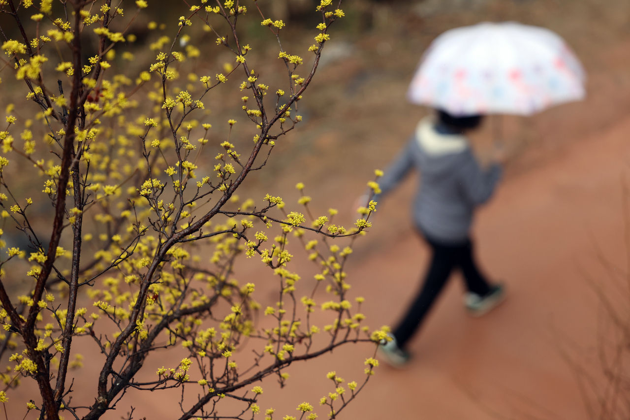 A passerby walks while holding an umbrella next to the Cheonggye Stream in Seoul, March 7. (Yonhap)