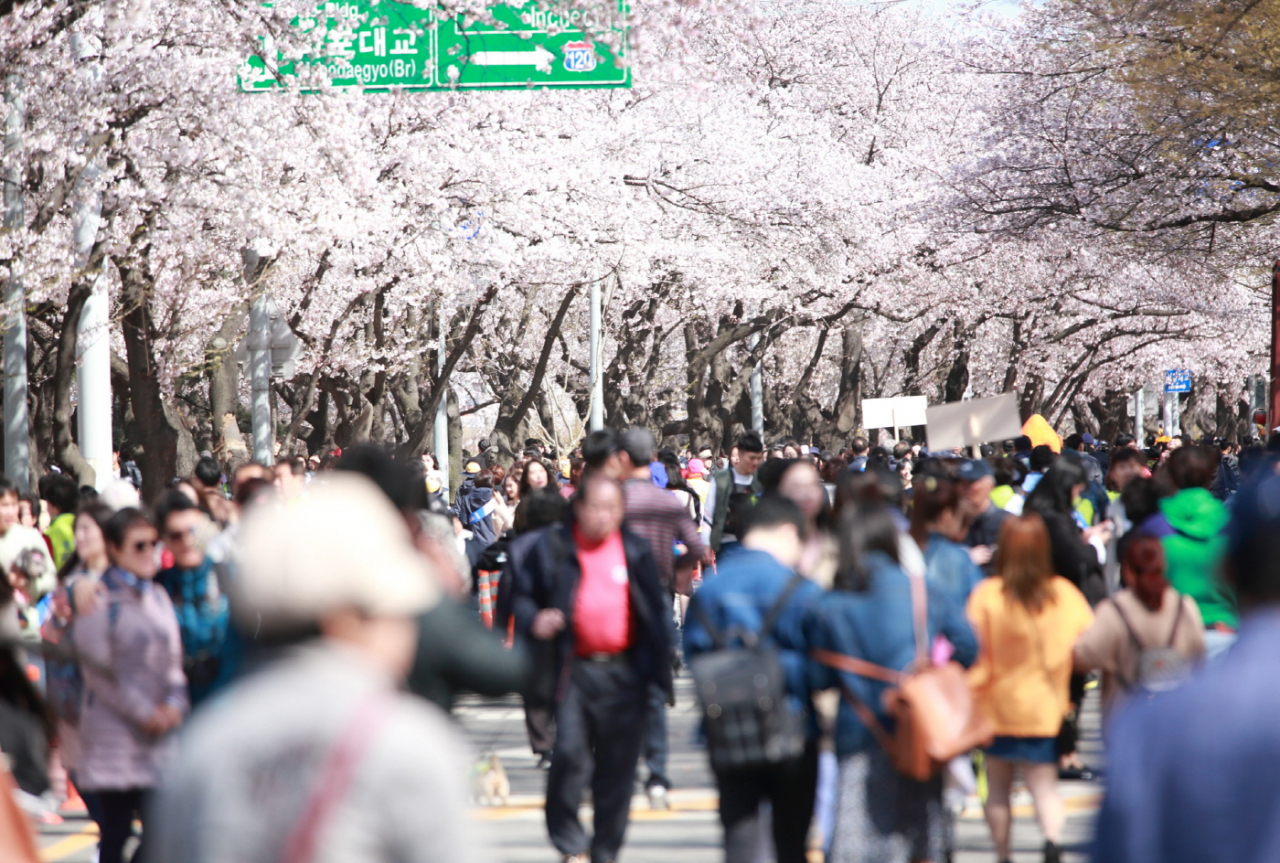 Visitors enjoy Yeouido Cherry Blossom Festival at Yunjung-ro in Yeongdeungpo-gu, western Seoul in 2023. (Seoul Culture Portal)